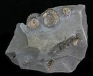 Promicroceras Ammonite Fossils - England #30736-1
